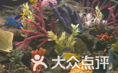 鱼子酱fish 评论,鱼子酱的传奇魅力